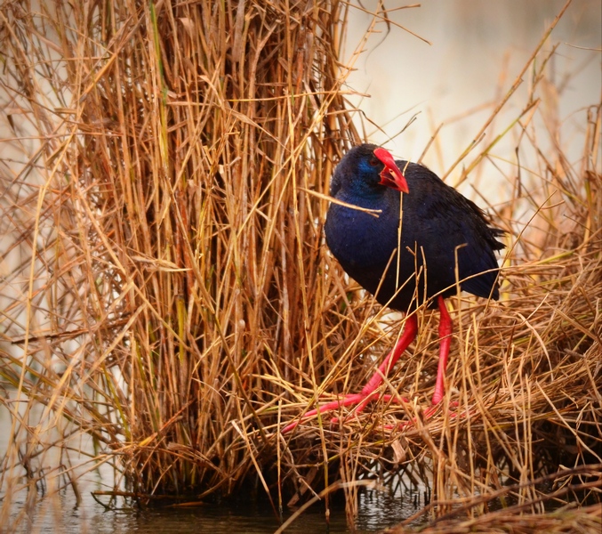 Porphyrio porphyrio